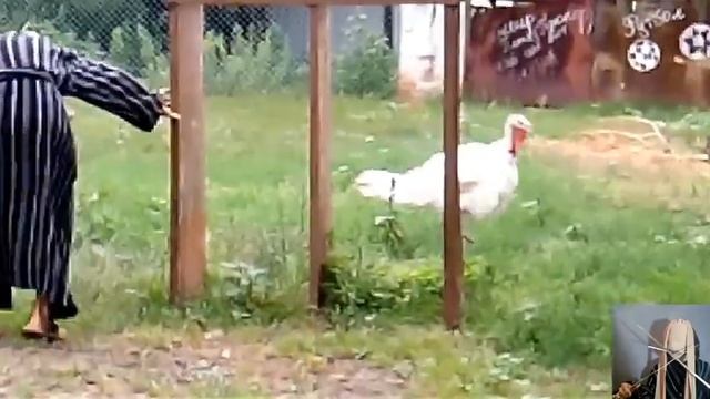 Как заколялся... Шашлык. 3 Серия 🍢Шашлычник от Бога🐑+🔪=🍢|Пэтя Опасный Мужчина| смотреть онлайн