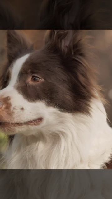 tooth 🦷 decay can do these to your dog... смотреть онлайн