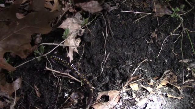 Salamander Protection - March 7, 2022 - The New Jersey Nature Boys - Spotted Salamanders смотреть онлайн