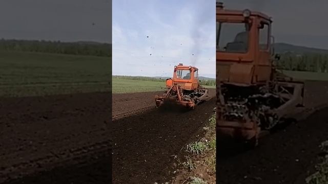 ДТ-75 Н с болотной фрезой. смотреть онлайн