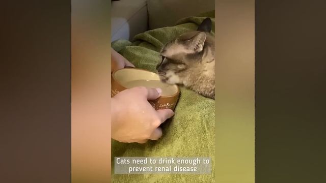 How to make a cat drink more water - cat wants me to bring water to her смотреть онлайн