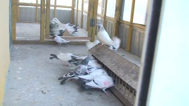 Pakistan pegions -Индо-Пакистанские голуби Игоря Друмова смотреть онлайн