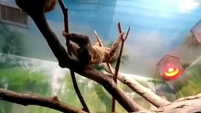 Ленивец смотреть онлайн