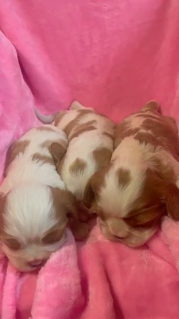 Щеночки Кавалер Кинг Чарльз Спаниеля. смотреть онлайн