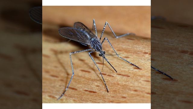 machar ki hadees смотреть онлайн