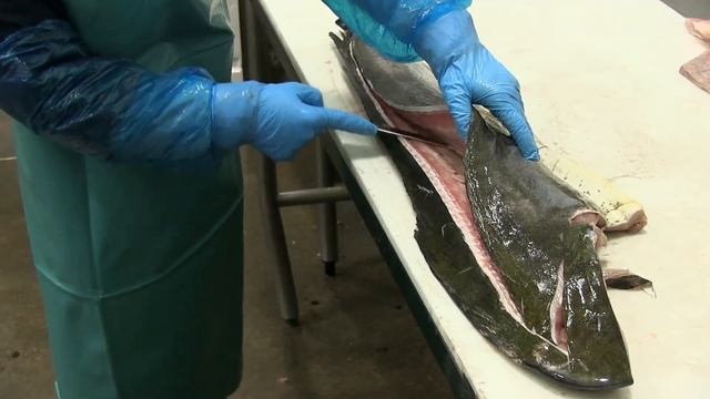 How to Fillet Mahi mahi смотреть онлайн