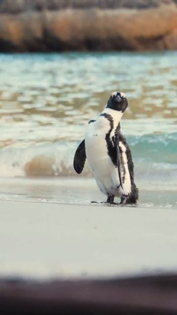 Penguin of Madagascar | Wildlife смотреть онлайн