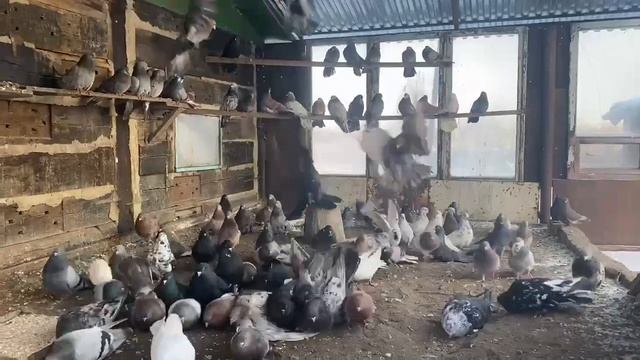 Голуби Николаевские смотреть онлайн