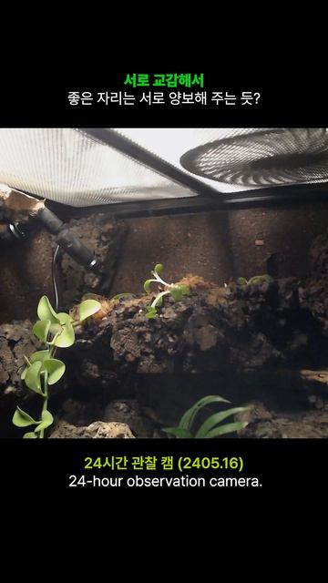 24시간 관찰 카메라 도마뱀 말하지 않아도 알아? смотреть онлайн