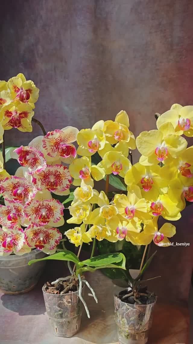 Желтые орхидеи: Fangmei a hot, Spot Leopard, Fuller's Sunset, Pomelo, Sun beauty 💛 смотреть онлайн
