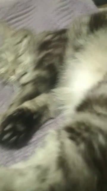 самый деловой кот 🐱 смотреть онлайн