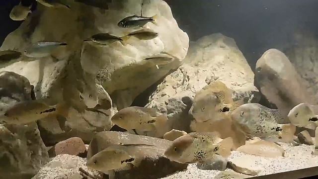Astyanax mexicanus & vieja melanura смотреть онлайн