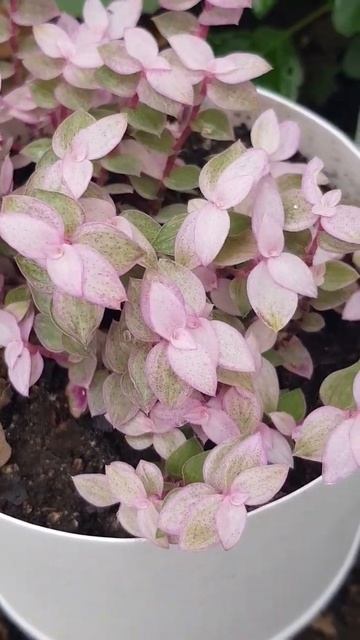 CALLISIA REPENS O CALISIA 💗💗💗💗💗💗💗 смотреть онлайн