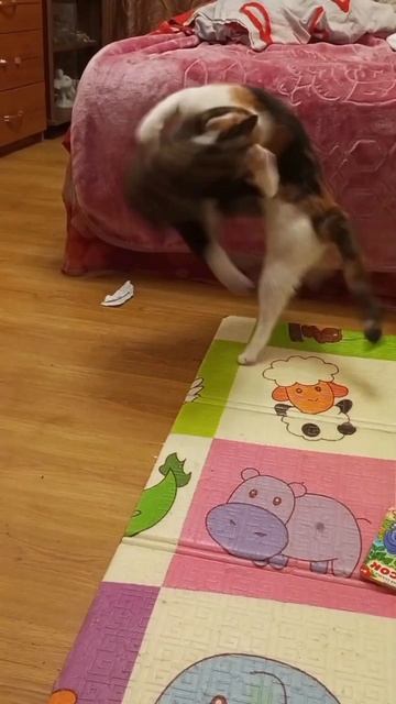 эпичный кошачий бросок через бедро #epicfight #sweetanimals #cat #kitten #котики #котята смотреть онлайн