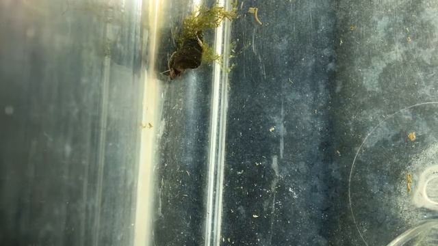 Snail parade смотреть онлайн
