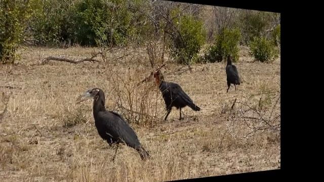 Cálao terrestre sureño (Bucorvus leadbeateri) en el Parque Nacional Kruger смотреть онлайн