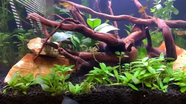 Ember Tetras and Chili Rasbora смотреть онлайн