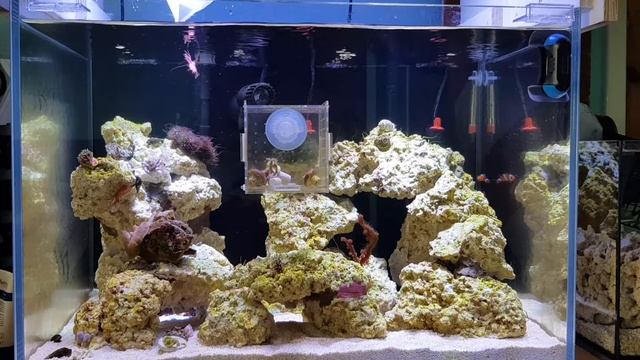 New peppermint shrimp and surprise newly hatched baby peppermint shrimp! смотреть онлайн