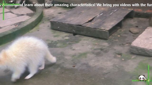 Happy Animal Moment: Fox, Elephant, Camel, Armadillo, Jellyfish - Animal Videos смотреть онлайн