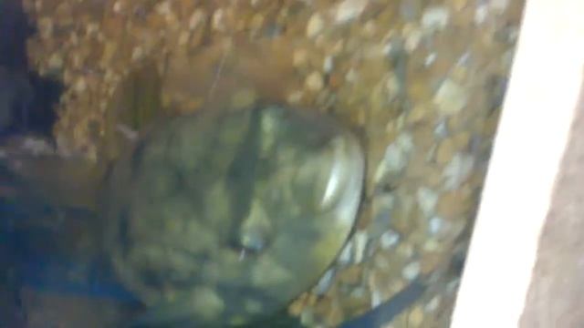 Fahaka Puffer смотреть онлайн