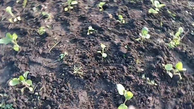 Розсада у відкритий грунт.Що роблю щоб жуки не з'їли баклажани та помідори. смотреть онлайн