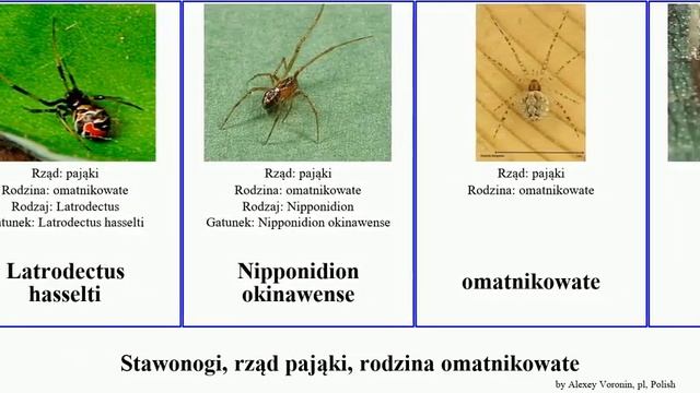 Stawonogi, rząd pająki, rodzina omatnikowate arthropoda maculata Platnickina Hentziectypus tincta смотреть онлайн