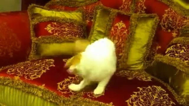 Гарольд смотреть онлайн
