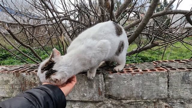 Cat that rubs its head on my hand when I say give me five is incredibly cute смотреть онлайн