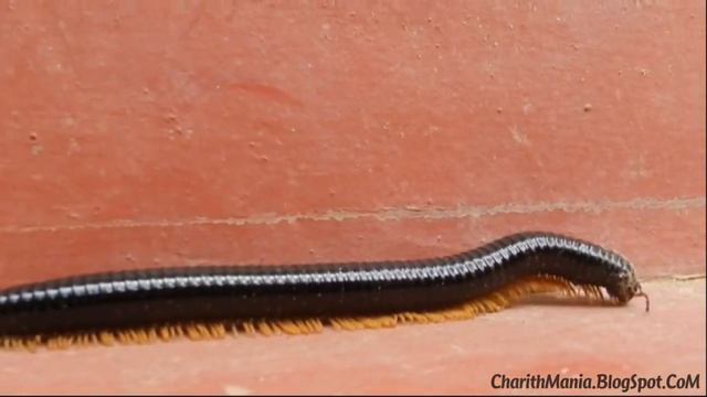 Millipede Sri Lanka - කන්කුණ්ඩා смотреть онлайн