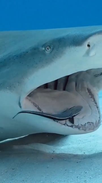 طيبب الأسنان لدى سمكة القرش🦈 #shorts #medojor #amazing #shark #teeth #sea #cute #nationalgeographic смотреть онлайн