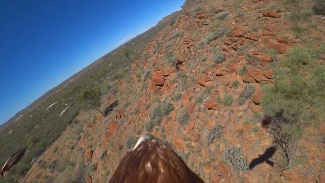 Wedge-tailed Eagle-cam Alice Springs Desert Park смотреть онлайн