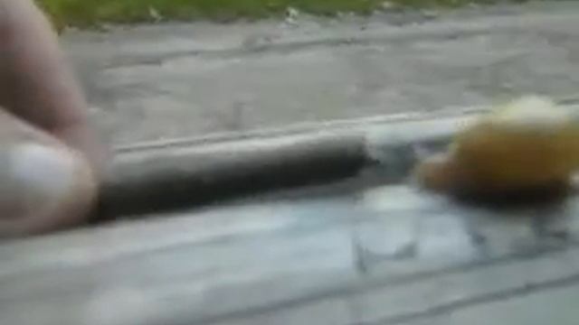 про равлика:D смотреть онлайн