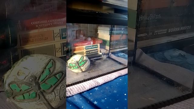 Анна Болейн . Эублефар. 21.02.23 смотреть онлайн
