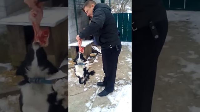 Мясной собака! ХD смотреть онлайн