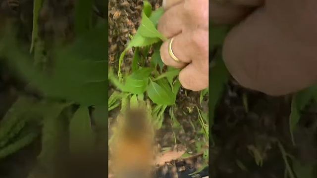 Swarm Capture & Queen 4-25-23 (pre-edit) #apiary #honeybees #swarm #beeasmr #beesarecool смотреть онлайн