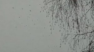 Манок на ворону в деле, ЗИМОЙ!