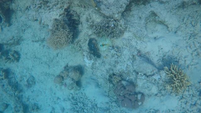 Amphiprion bicinctus - Klaun dvoupruhý смотреть онлайн