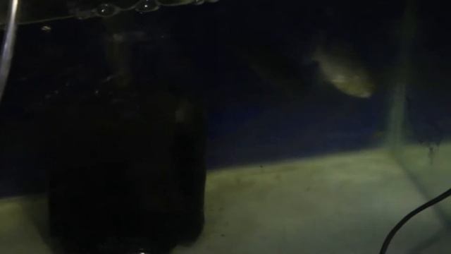 GREBEK KOLEKTOR IKAN MONSTER !! AQUAINSTINCT смотреть онлайн