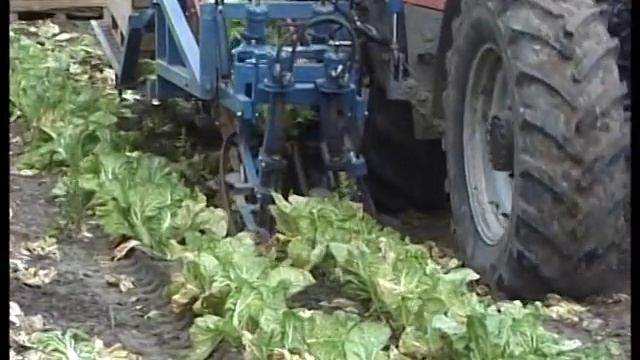 Chinese cabbage - 2 - ASA-LIFT смотреть онлайн