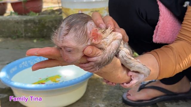 Baby monkey Tina pooped and hid, not wanting to get close to her mother смотреть онлайн