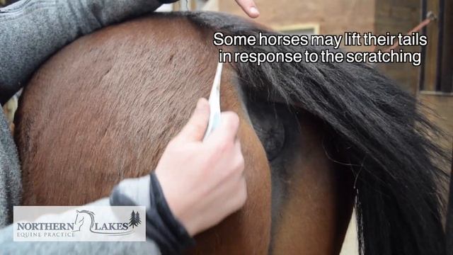 NLEP - How To: Taking a Horse's Temperature смотреть онлайн
