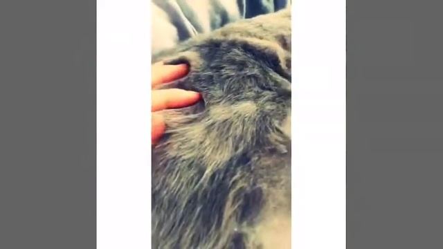 Шотландская -вислоухая кошка смотреть онлайн