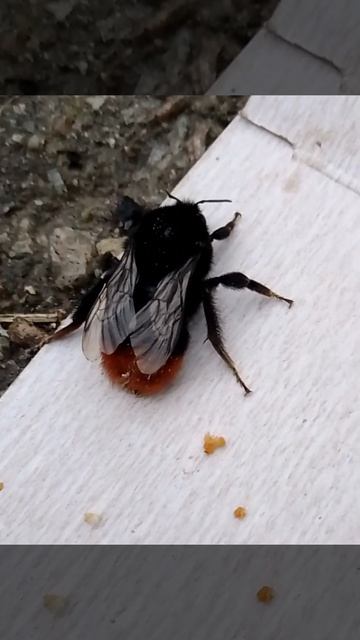 Шмель попал в дом, я поймала его, вынесла во двор. #шмель #bumblebee #bumblebees смотреть онлайн