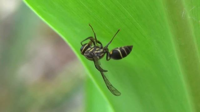 VESPA : 5 - Meu jardim ! смотреть онлайн