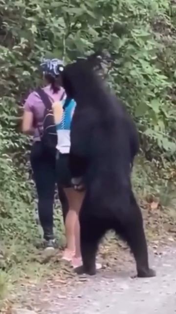 🐻🐻Three Girls Encounter Black Bear 🐻🐻🐻#shortvideo #viralvideo смотреть онлайн