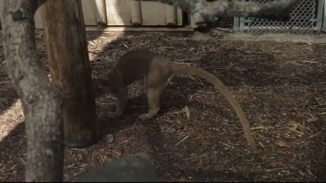 [3] Baby male Fossa - Playing - Naples Zoo - Cryptoprocta ferox смотреть онлайн