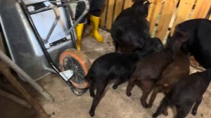 Управа на хозяйстве. Телочки, Козочки, поросята растут. В ожидании опороса.