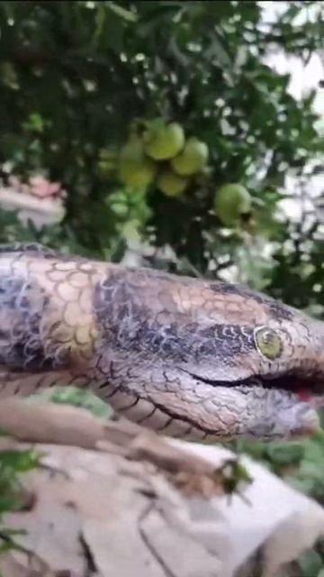 #shorts Monster lost his head!!!🧟♀️😂 смотреть онлайн