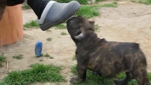 Династия из Сказочного Королевства смотреть онлайн