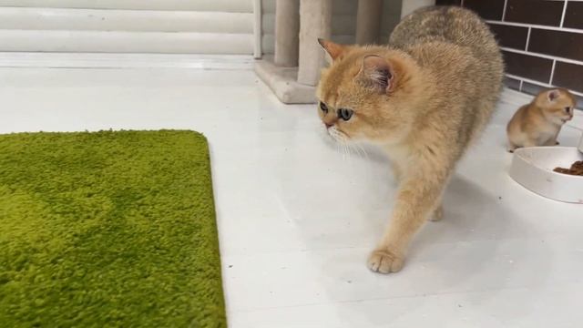 "Get me out of here!"- kitten meows loudly and calls his mom cat, but she does not pay attention смотреть онлайн